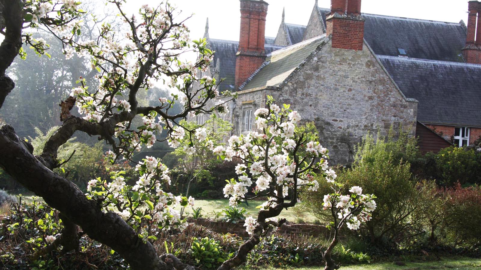 Espalier apple tree Northcourt House